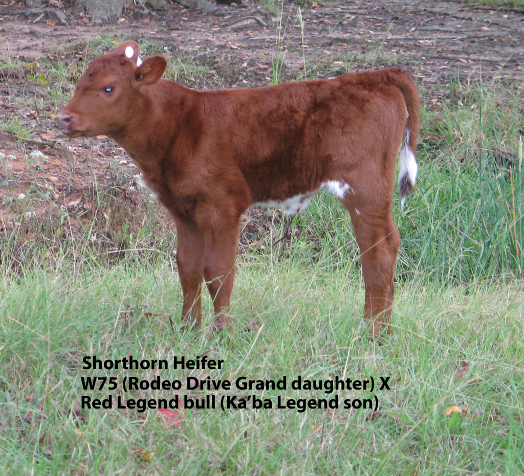 Shorthorn Cattle